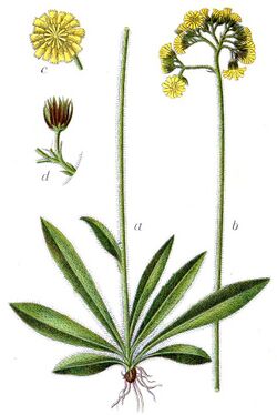 Hieracium cymosum Sturm61.jpg