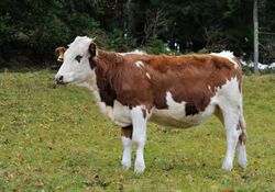 Hinterwald Cattle Hinterzarten.jpg