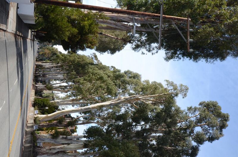 File:Howard-Ralston Eucalyptus Tree Rows.jpg
