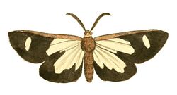 Illustrations of Exotic Entomology Callimorpha Famula.jpg