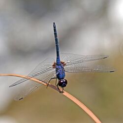 Indigo dropwing (Trithemis festiva) male Cyprus 3.jpg