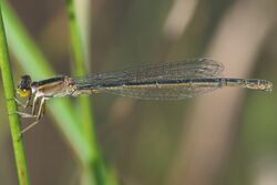 Ischnura senegalensis(Female,Japan,2018.10.08).jpg