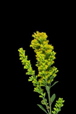 J20160813-0006—Solidago elongata—RPBG (28699511020).jpg