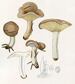 Lactarius fascinans Bres.jpg