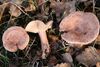 Lactarius quietus 051106w.jpg