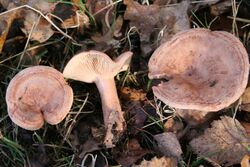 Lactarius quietus 051106w.jpg