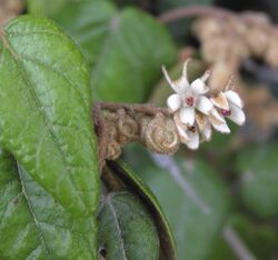 Lasiopetalum quinquenervium.jpg