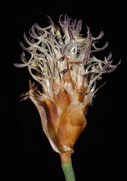 Lepidobolus preissianus - Flickr - Kevin Thiele (1).jpg