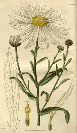 Leucanthemella serotina - Curtis's 1827.jpg