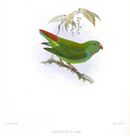Drawing of green parrot with darker wings and red central tail