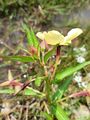 Ludwigia octovalvis (Onagraceae) - Flower and leaves.jpg