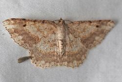 Luxiaria cf. hypaphanes.jpg
