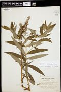 Specimen of Lysimachia commixta collected by Knowlton in Vermont in 1938