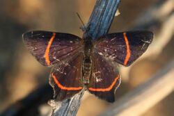 Lysippus metalmark (Riodina lysippus).JPG