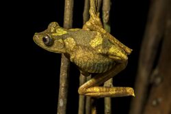 Map-tree-frog-yasuni-ecuador-casey-klebba.jpg