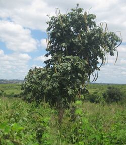Markhamia obtusifolia Tree.jpg