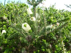 Melaleuca ringens (leaves, flowers, fruits).JPG