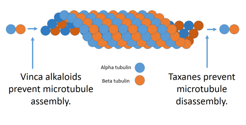 File:Microtubules and alkaloids.png