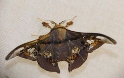 Mimallonid Moth (Adalgisa croesa) (40338355862).jpg