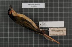 Naturalis Biodiversity Center - RMNH.AVES.141627 1 - Sphecotheres hypoleucus Finsch, 1898 - Oriolidae - bird skin specimen.jpeg