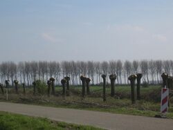 Newly pollarded near Sluis.JPG