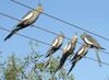 Nymphicus hollandicus -perching on wires -Australia-6a.jpg