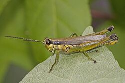 Olive-Green Swamp Grasshopper - Paroxya clavuliger, Leesylvania State Park, Virginia.jpg