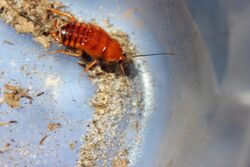 Orange Turkistan Roach nymph.jpg