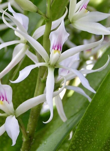 File:Orchidaceae Prosthechea glumacea 1.2 (cropped).jpg