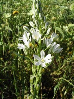 Ornithogalum narbonense.jpg