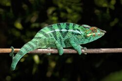 Panther chameleon (Furcifer pardalis) male Nosy Be.jpg
