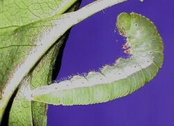 Pareronia valeria pupating.jpg