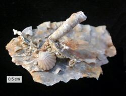 Permian Silicified Sclerobionts.JPG