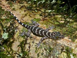Peter's Bow-fingered Gecko (Cyrtodactylus consobrinus) (8419649042).jpg