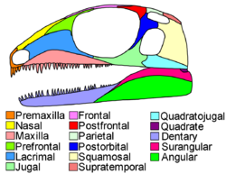 Petrolacosaurus skull diagram.png