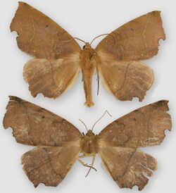Phyllodonta intermediata male (top) female (bottom).jpg