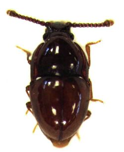 Picrotus thoracicus.jpg