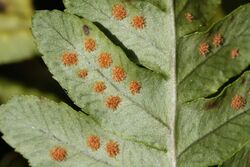 Polypodium hesperium 6329.JPG