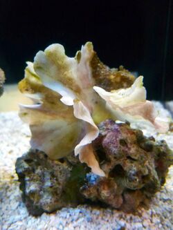 Potato Chip Coral (Pavona cactus) - GRB.jpg