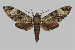 Psilogramma floresica RB153 male up.jpg