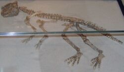 Psittacosaurus meileyingensis Copenhagen.jpg