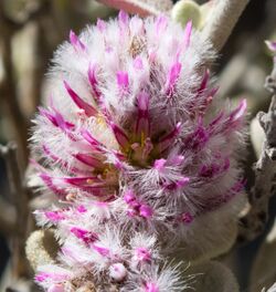 Ptilotus obovatus bisexual flower.jpg