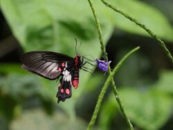 Red-bodied Swallowtail f7 9628.jpg