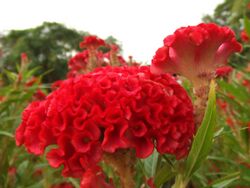 Red Cockscomb flowers.JPG