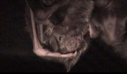 The image depicts two common vampire bats sharing food with one another.