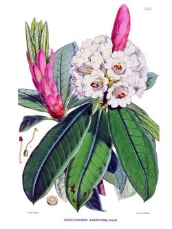 Rhododendron argenteum (Hooker).jpg