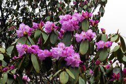 Rhododendron campanulatum AJTJ.jpg