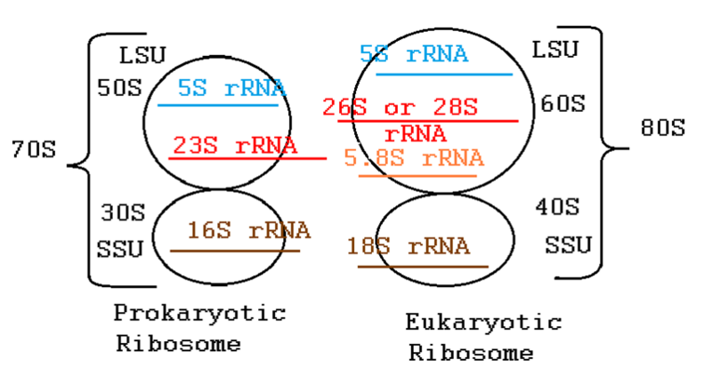 File:Ribosome Structure.png