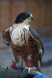 Rufous-bellied-hawk-eagle2.JPG