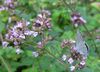 Ruhland, Grenzstr. 3, Faulbaum-Bläuling Weibchen auf Oregano-Blüten, Sommer, 03.jpg